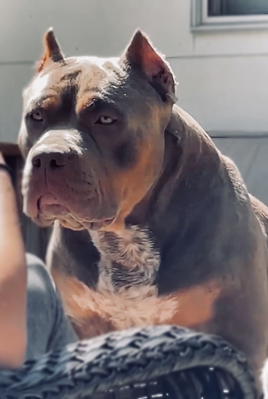 Dog Featured Image