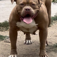 Dog Featured Image