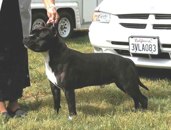 Dog Featured Image