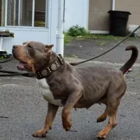 Dog Featured Image