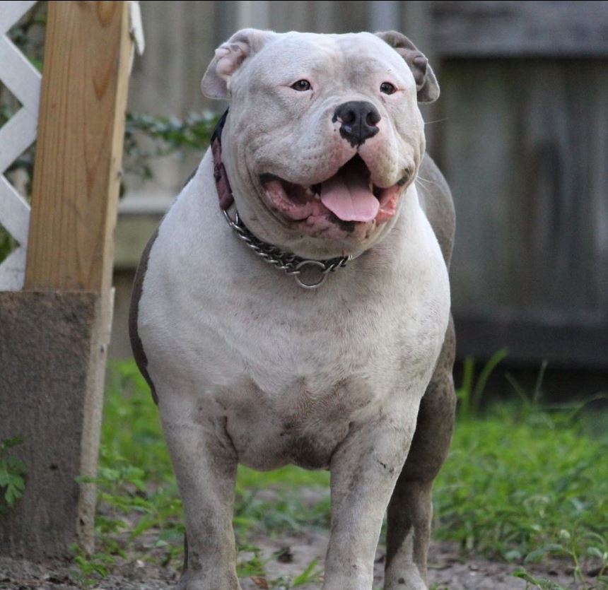 Dog Featured Image