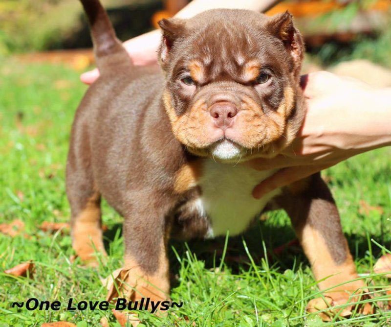 Dog Featured Image