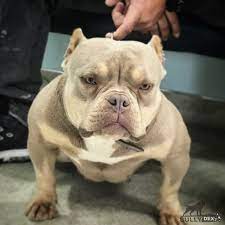 Dog Featured Image