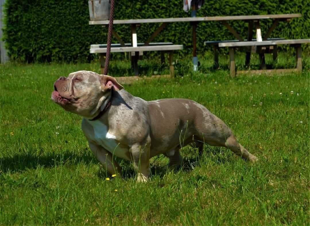 Dog Featured Image