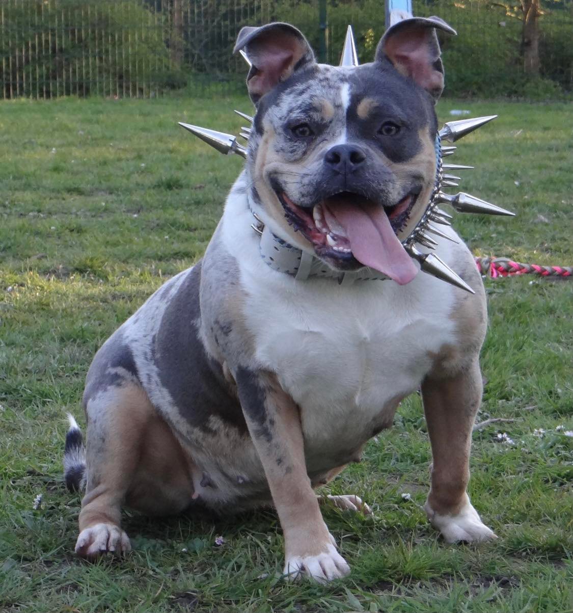 Dog Featured Image