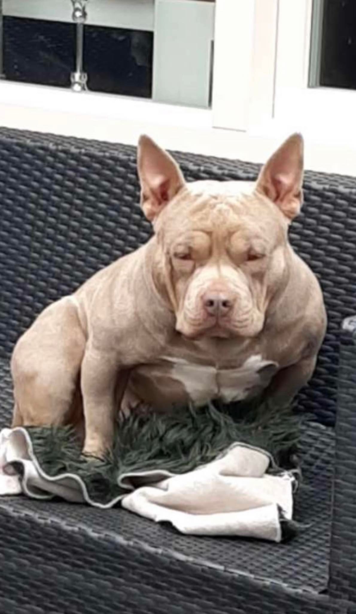 Dog Featured Image