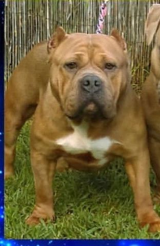 Dog Featured Image