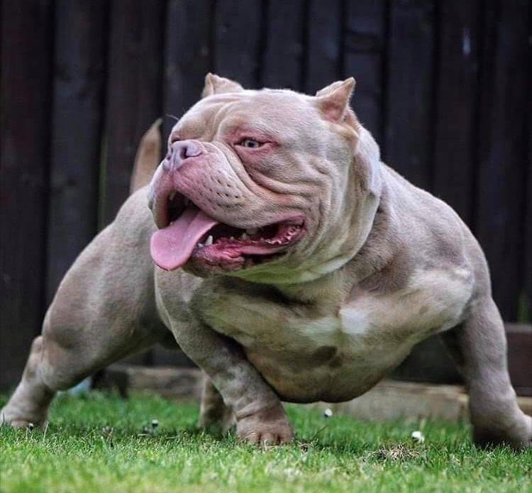 Dog Featured Image