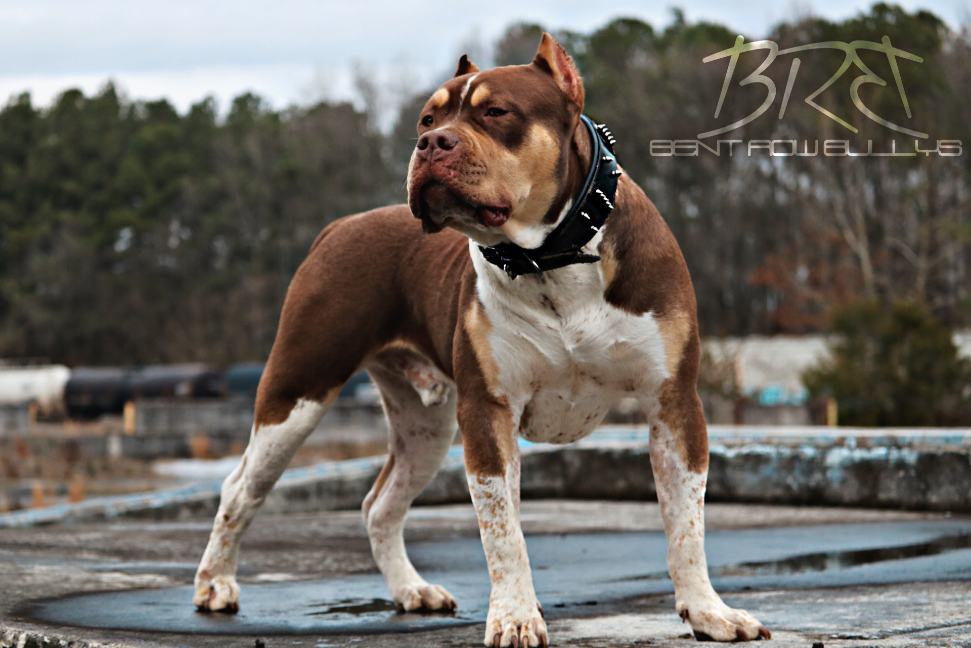 Dog Featured Image