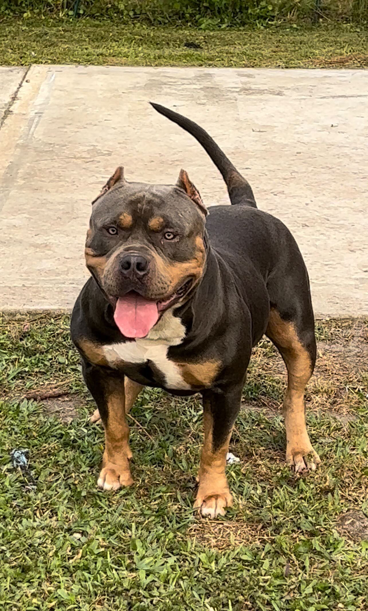 Dog Featured Image