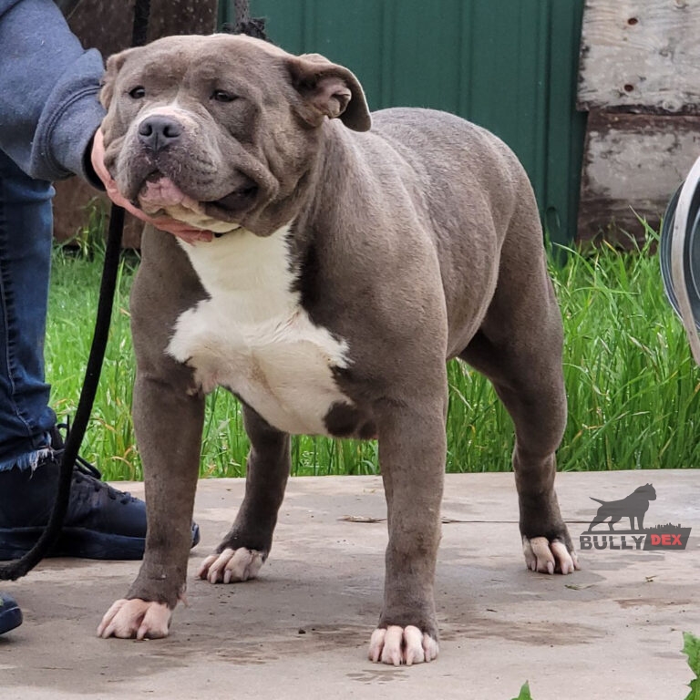 Dog Featured Image