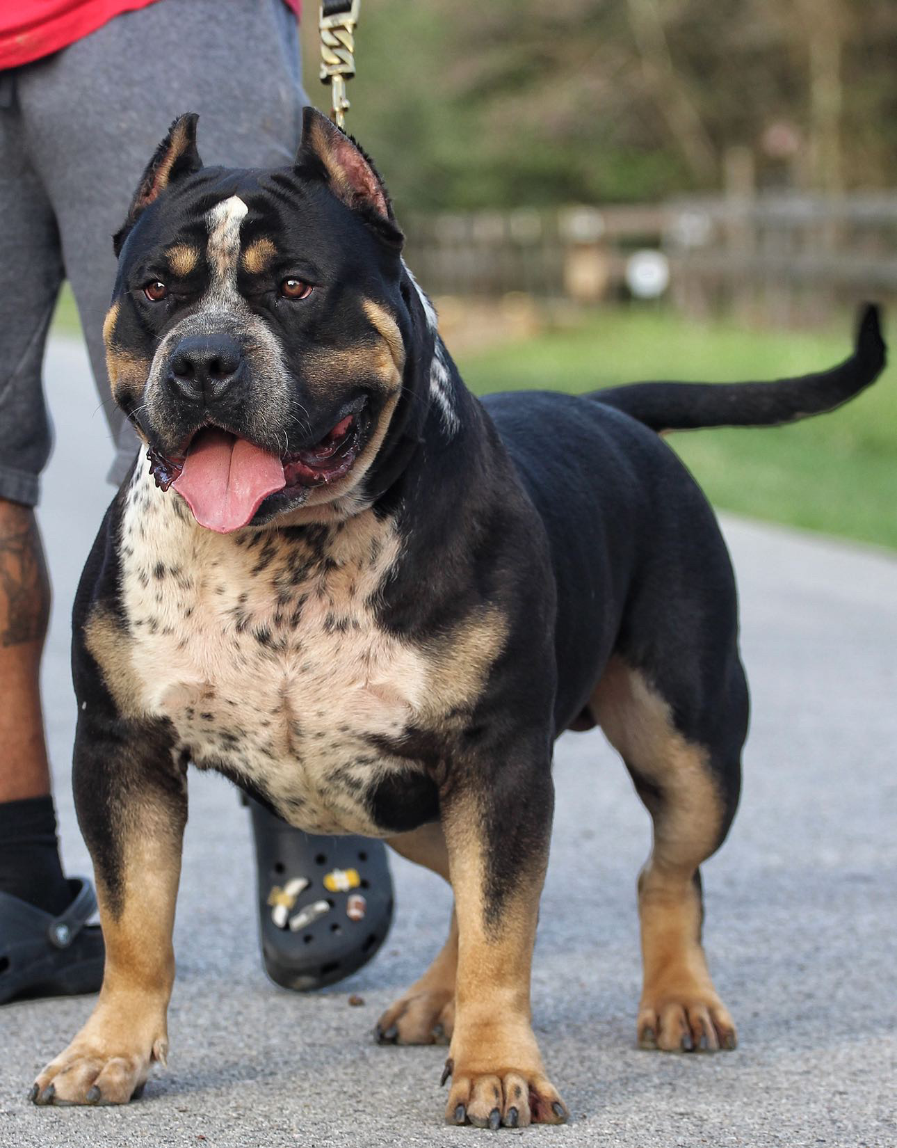 Dog Featured Image