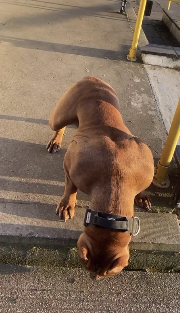 Dog Featured Image