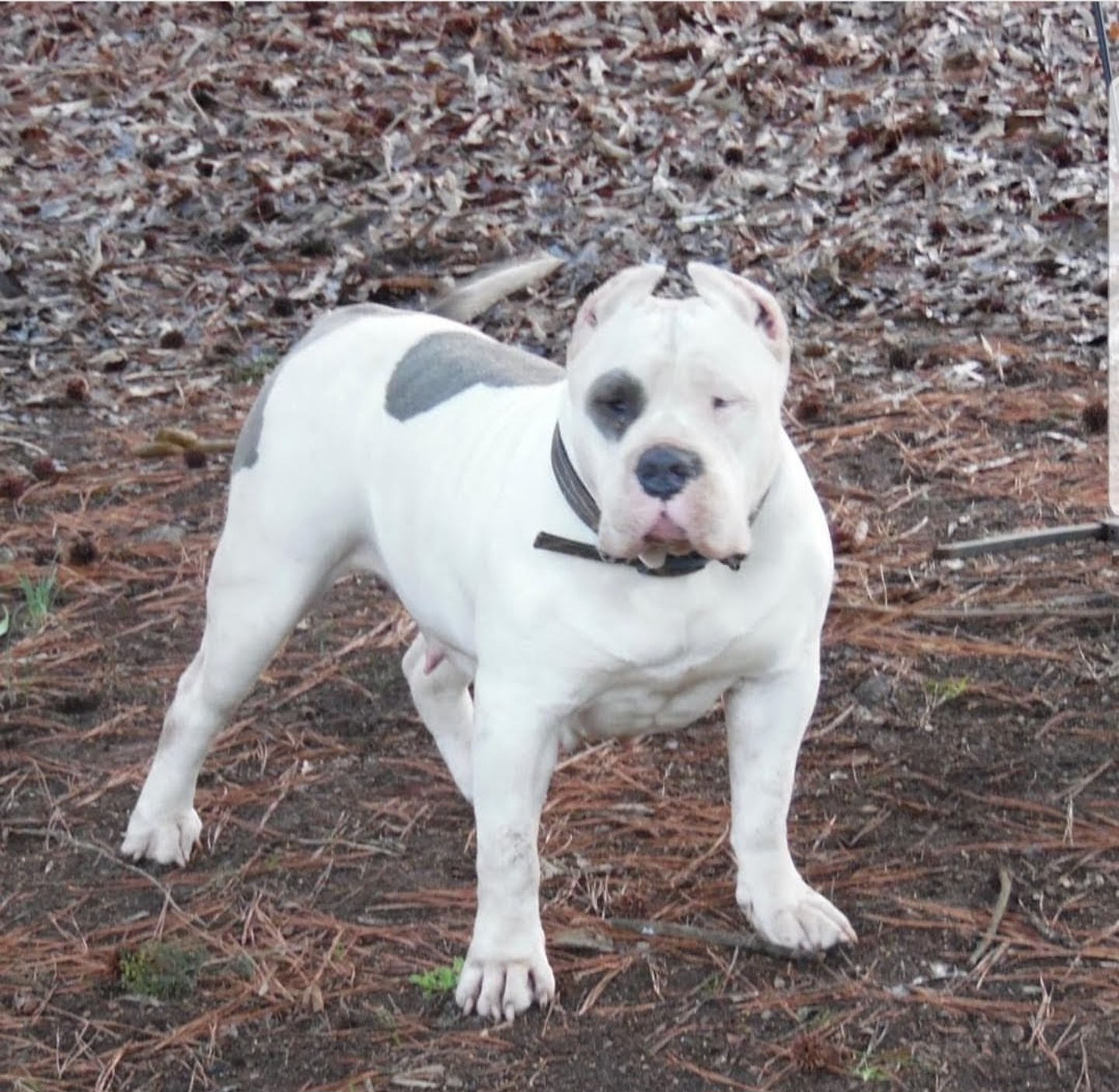 Dog Featured Image