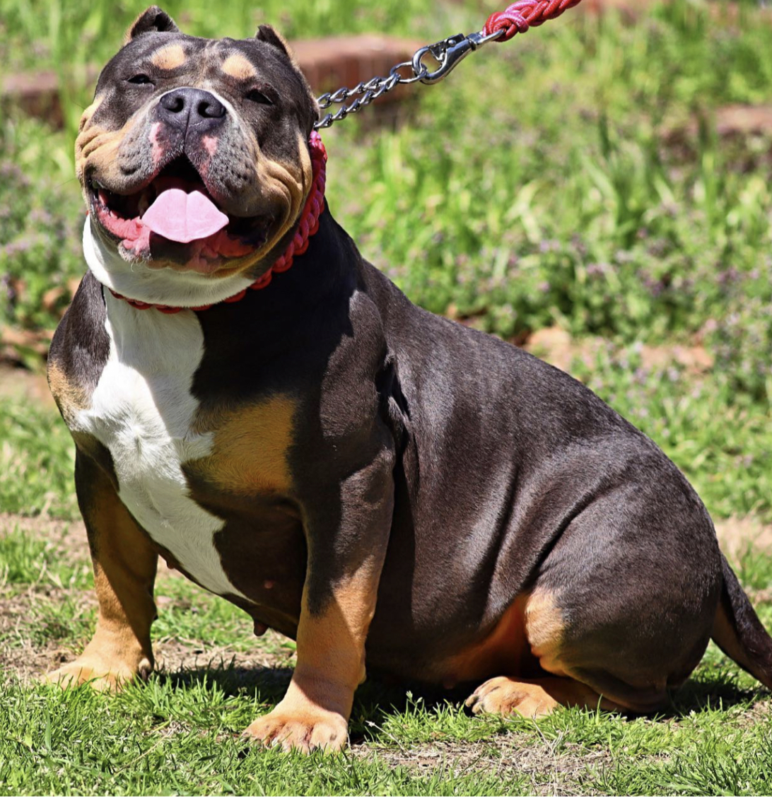 Dog Featured Image