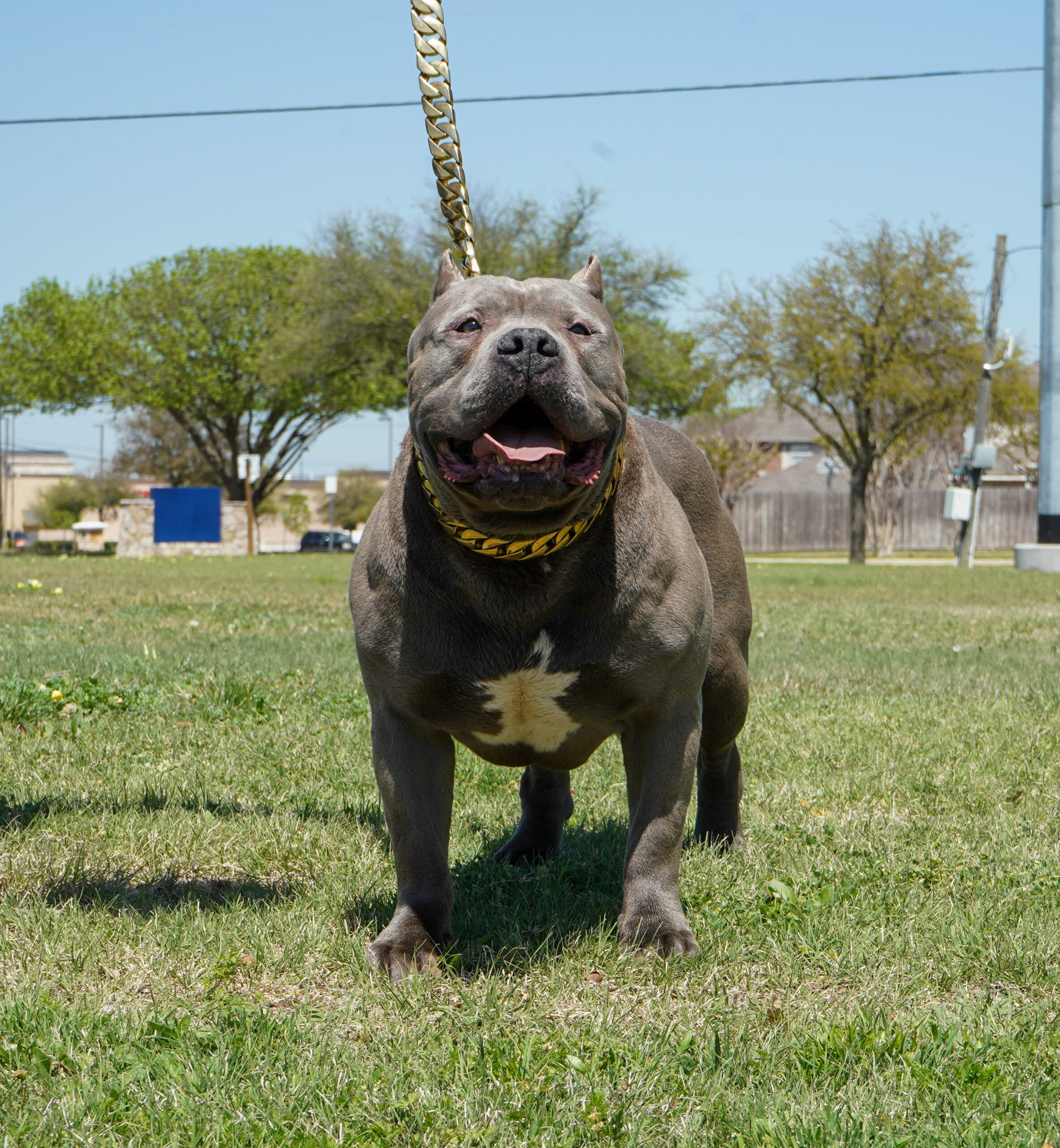 Dog Featured Image