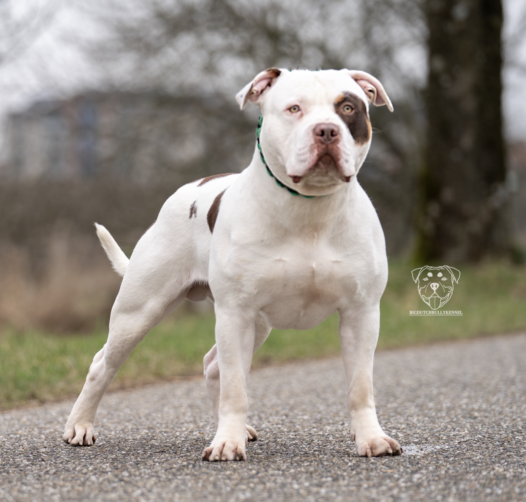 Dog Featured Image