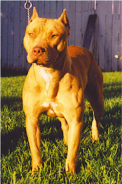 Dog Featured Image