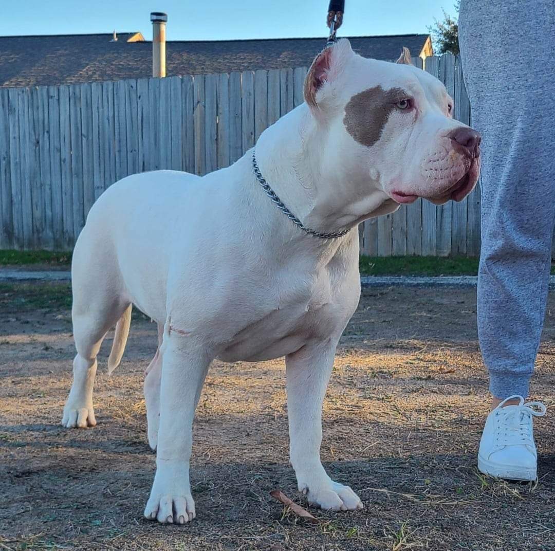 Dog Featured Image