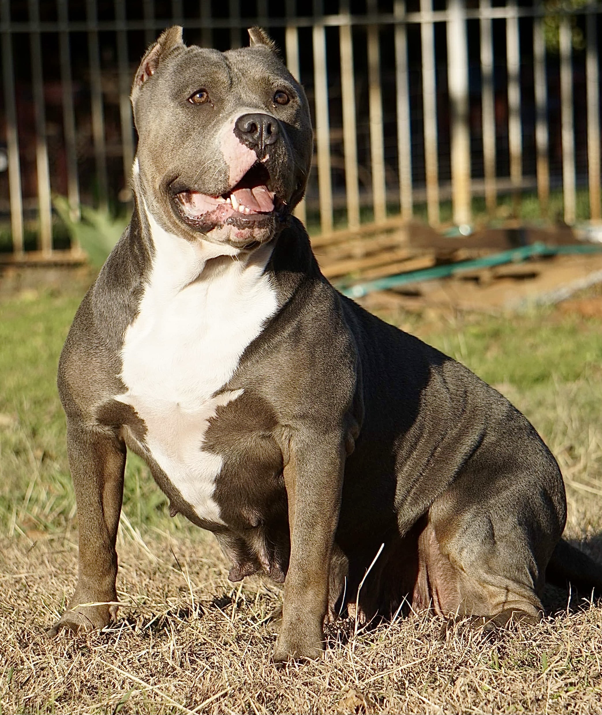 Dog Featured Image