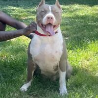 Dog Featured Image