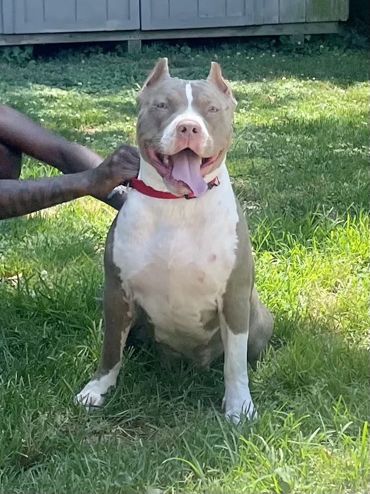 Dog Featured Image