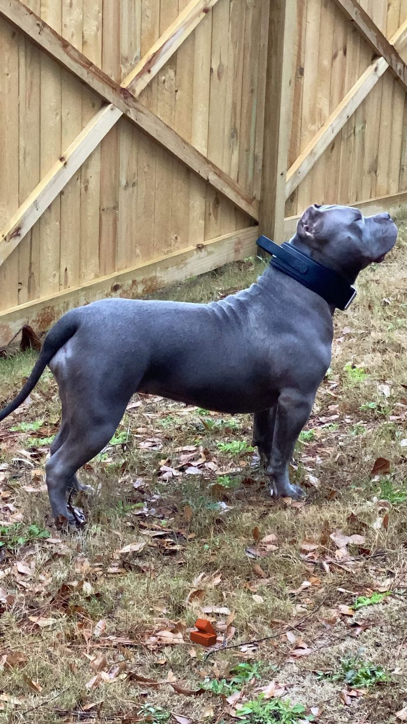Dog Featured Image