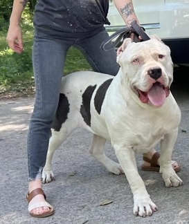 Dog Featured Image