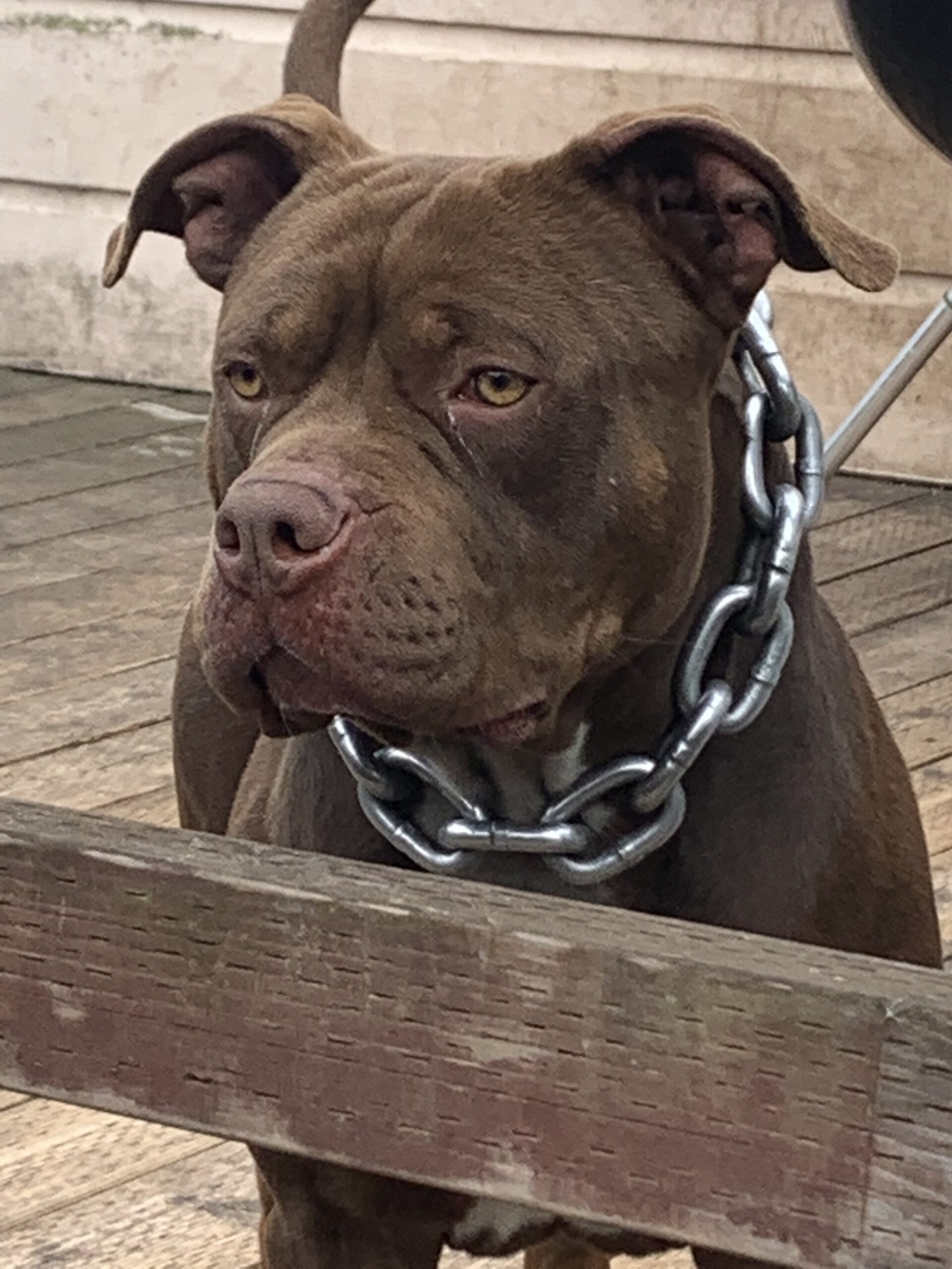 Dog Featured Image