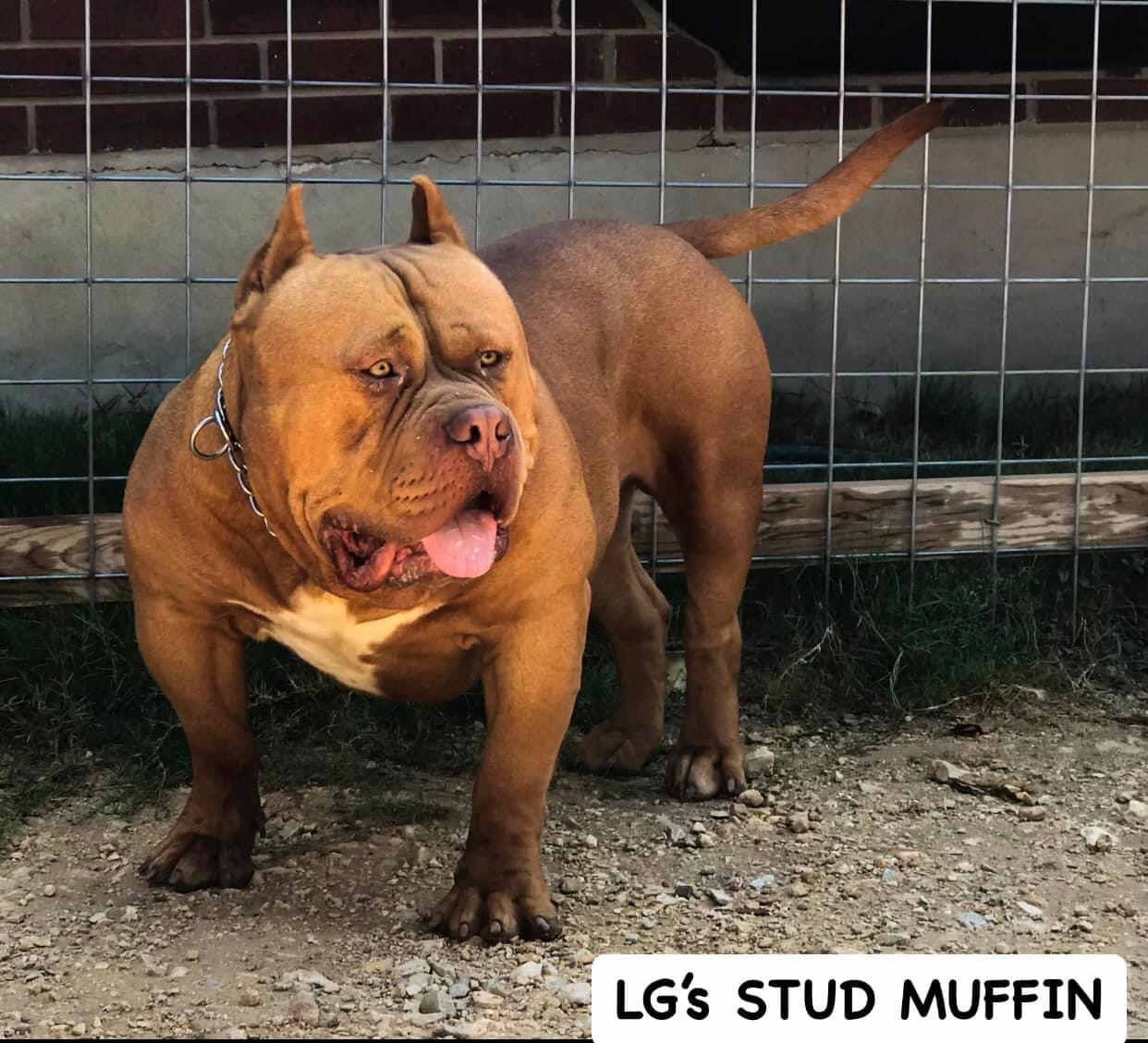 LG's Stud Muffin - Pitpedia