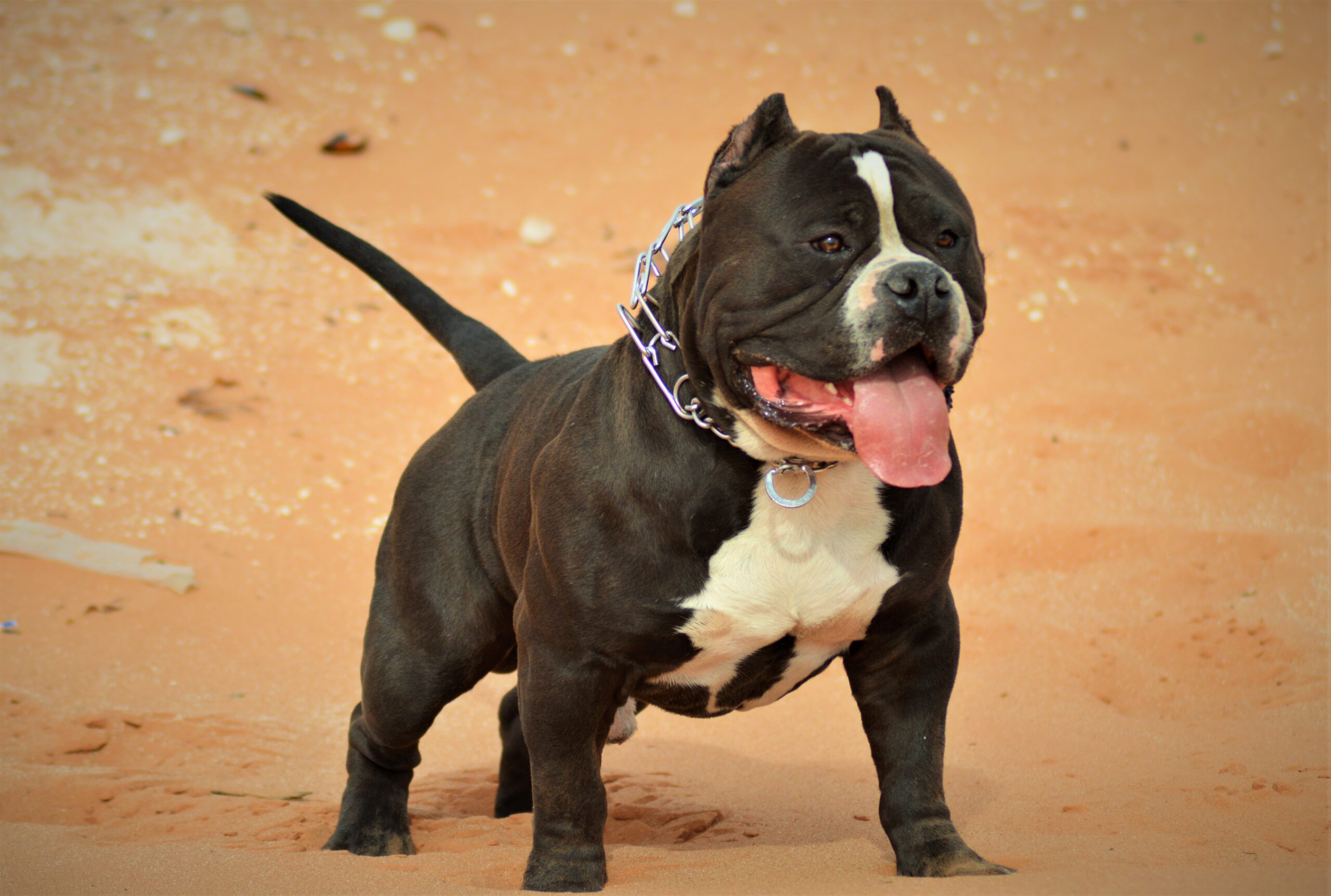 Dog Featured Image