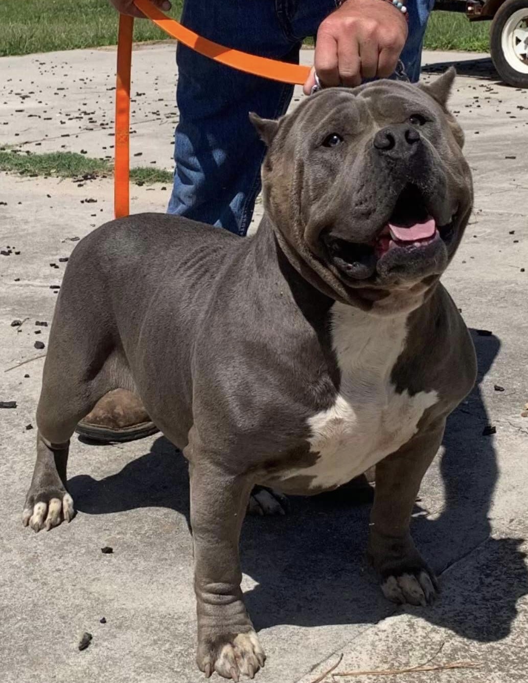 Dog Featured Image