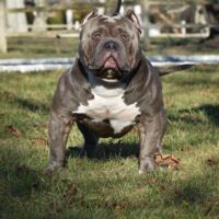 Dog Featured Image