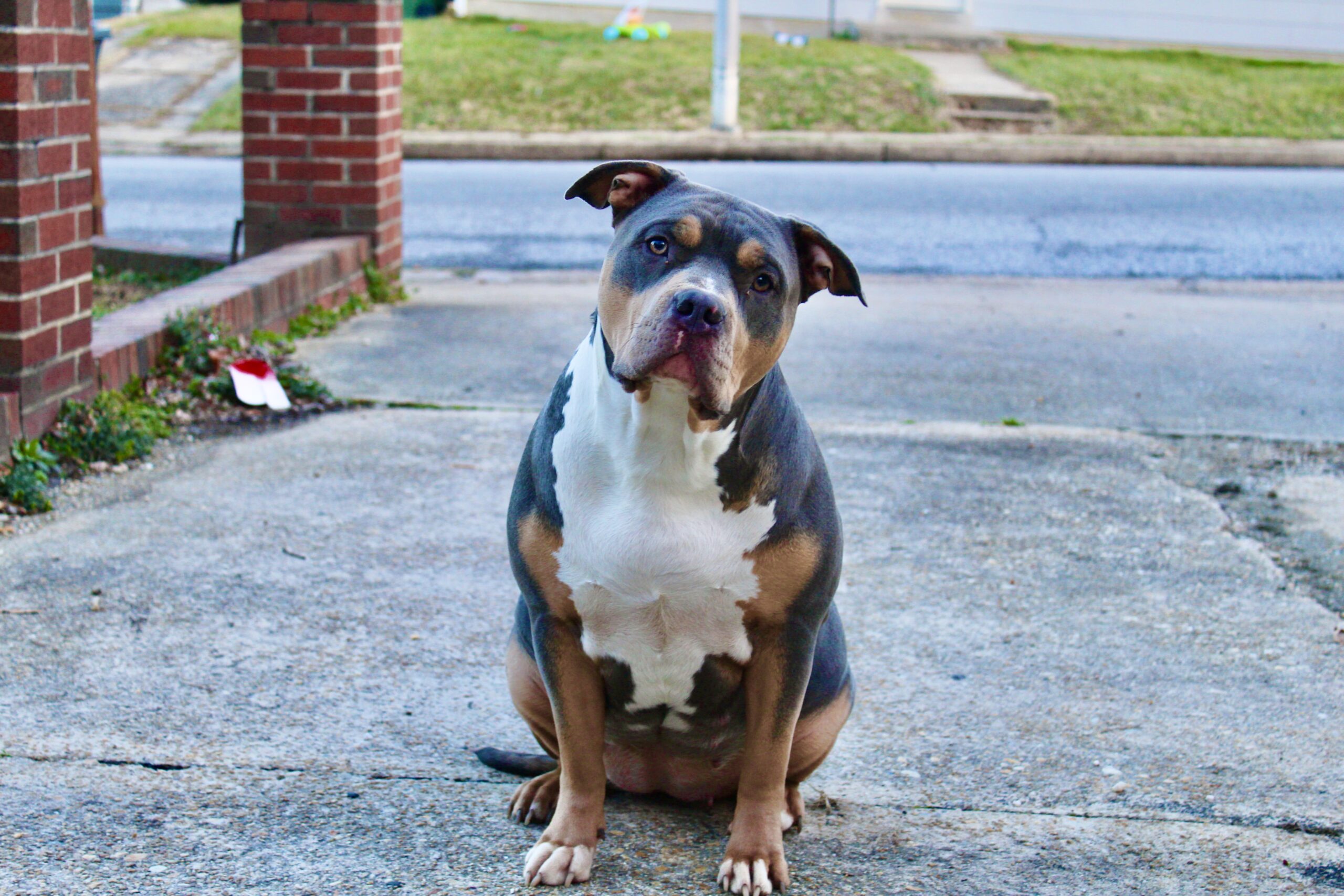 Dog Featured Image