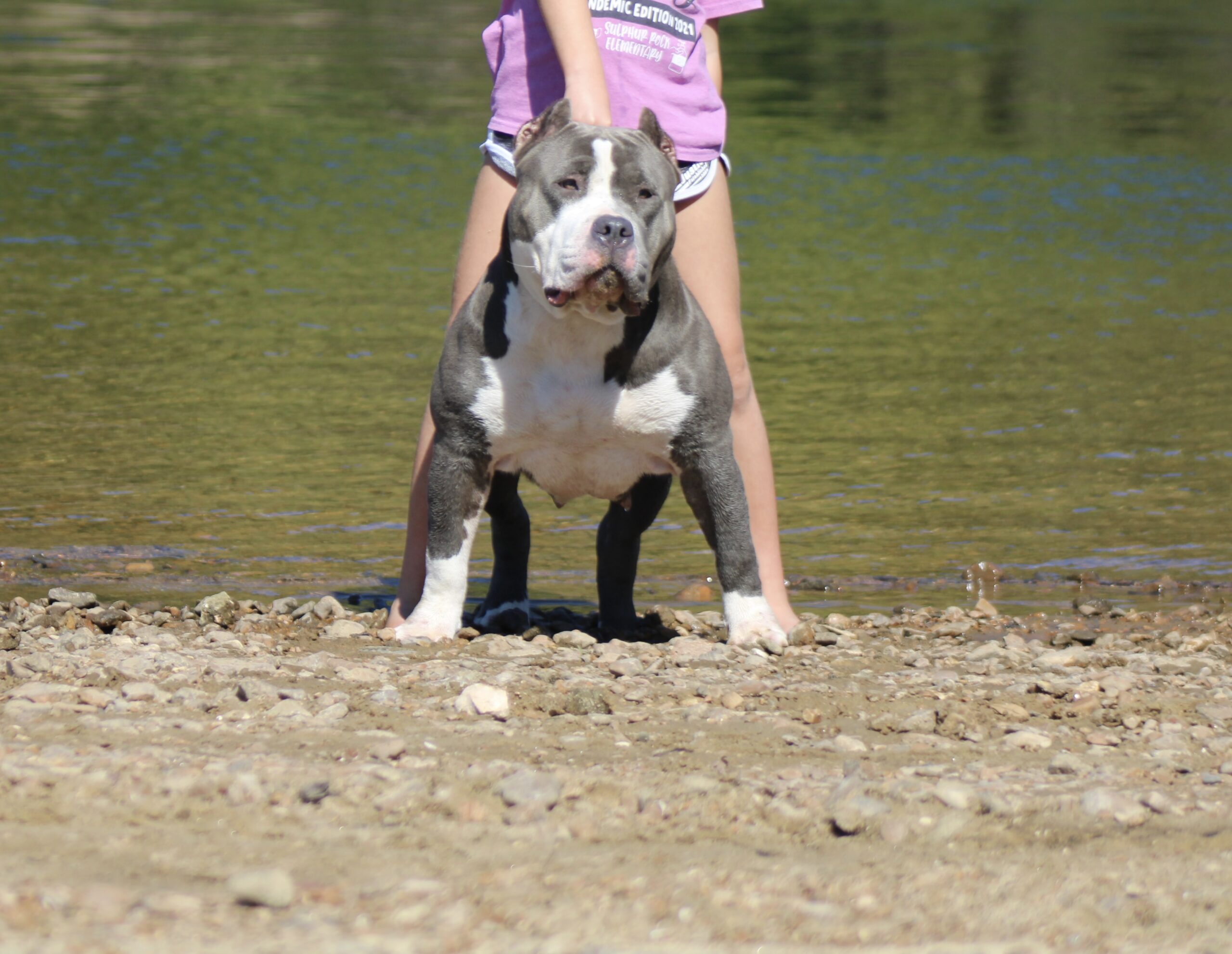 Dog Featured Image
