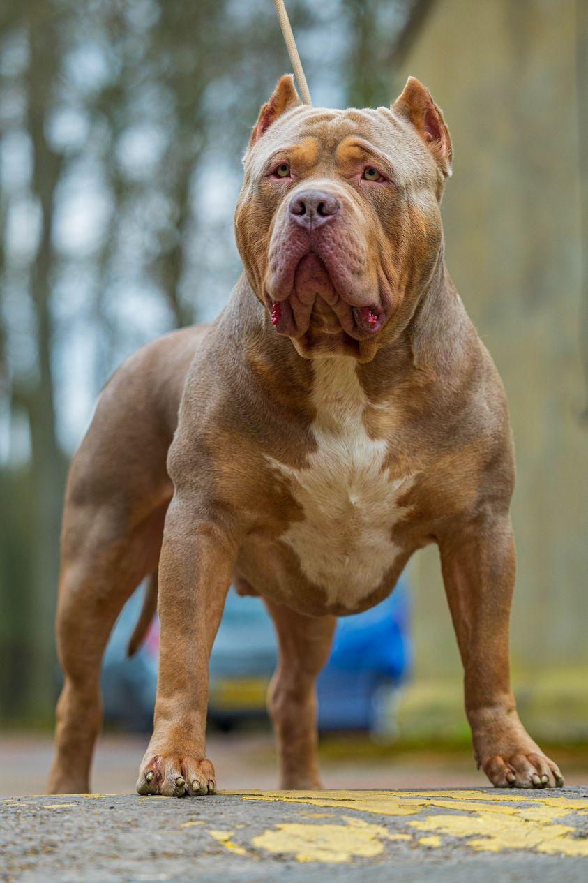 Dog Featured Image