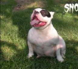 Dog Featured Image