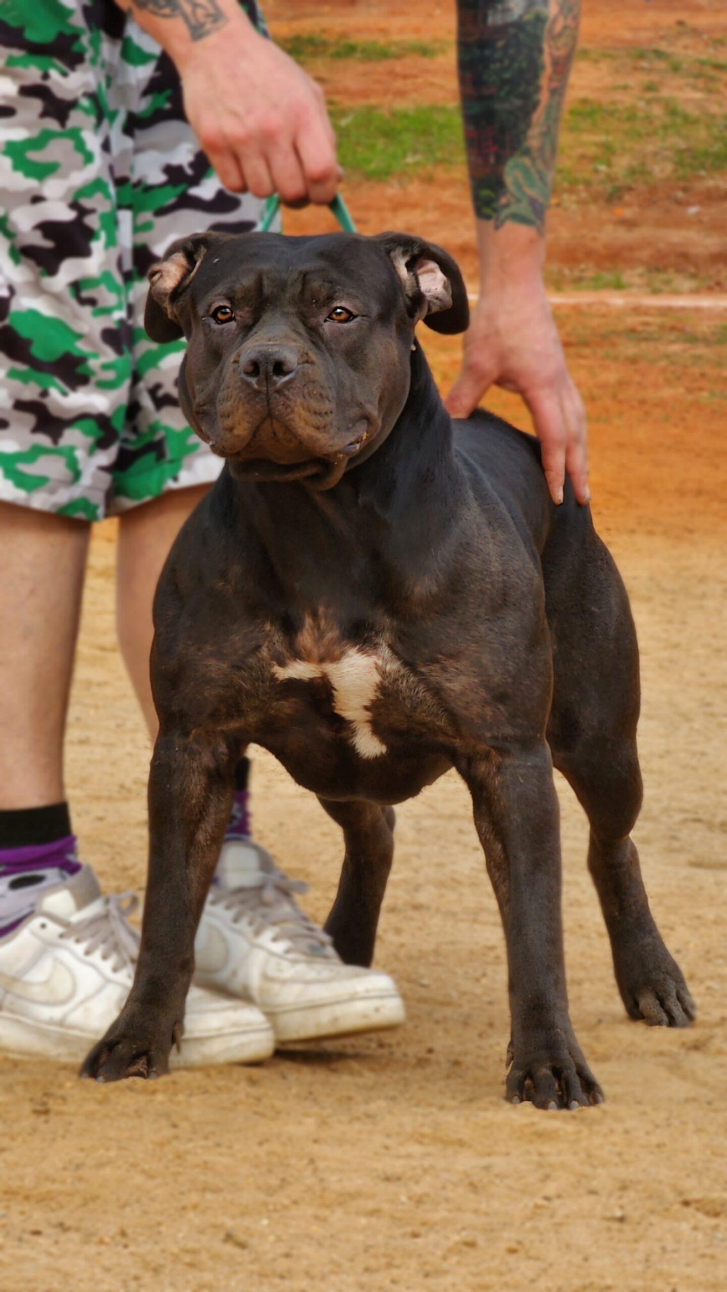 Dog Featured Image