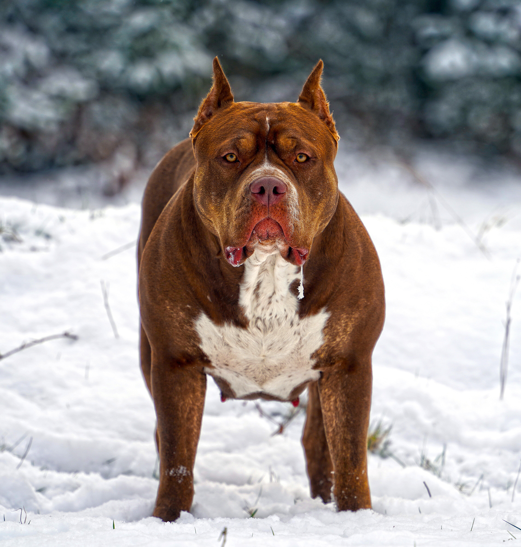 Dog Featured Image