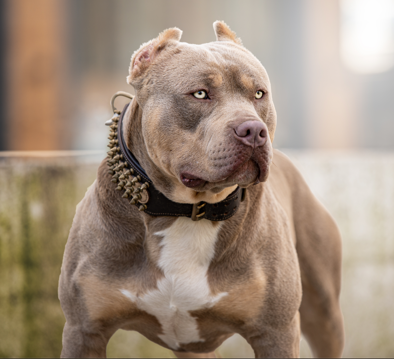 Dog Featured Image