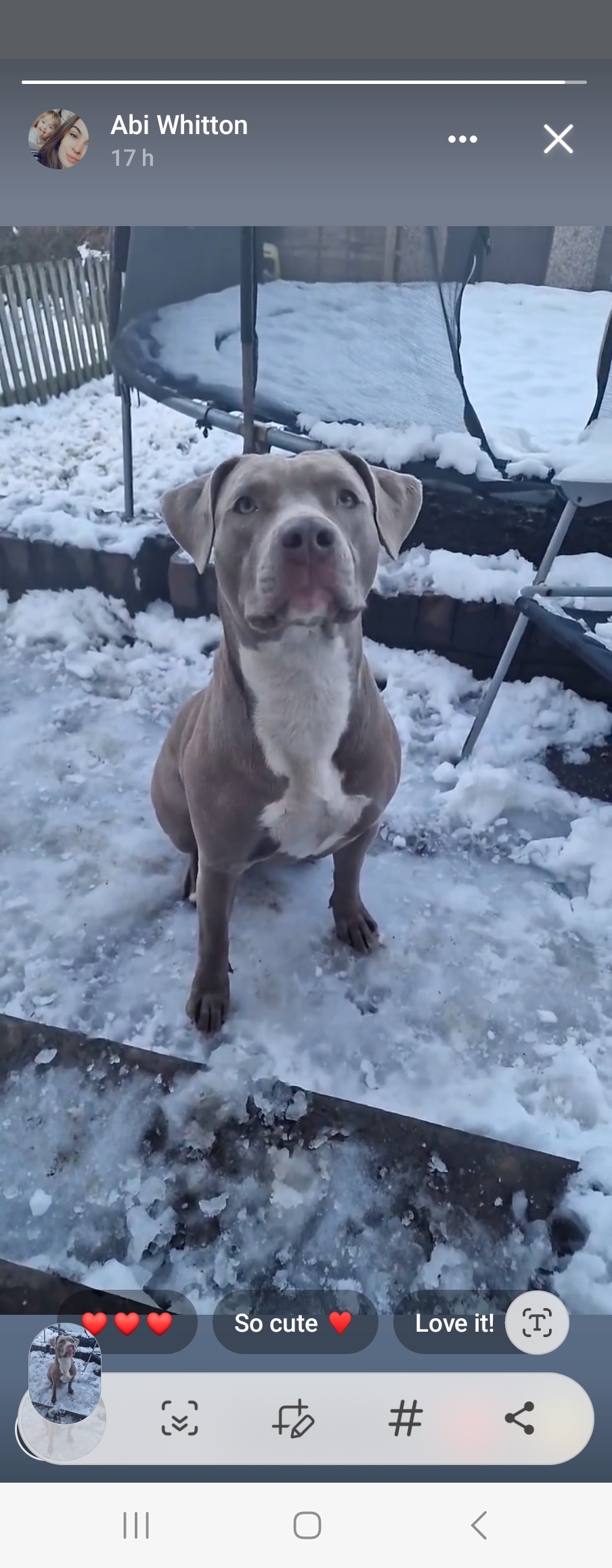 Dog Featured Image