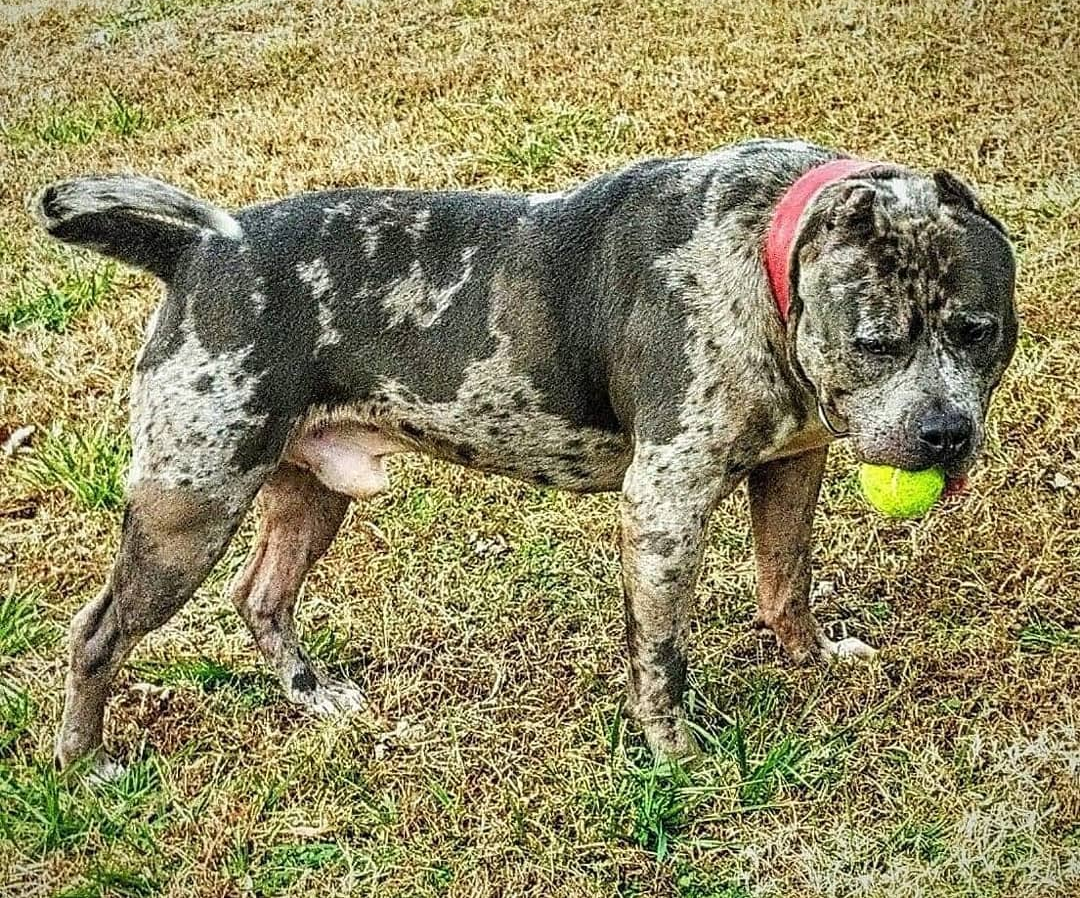 Dog Featured Image