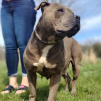 Dog Featured Image