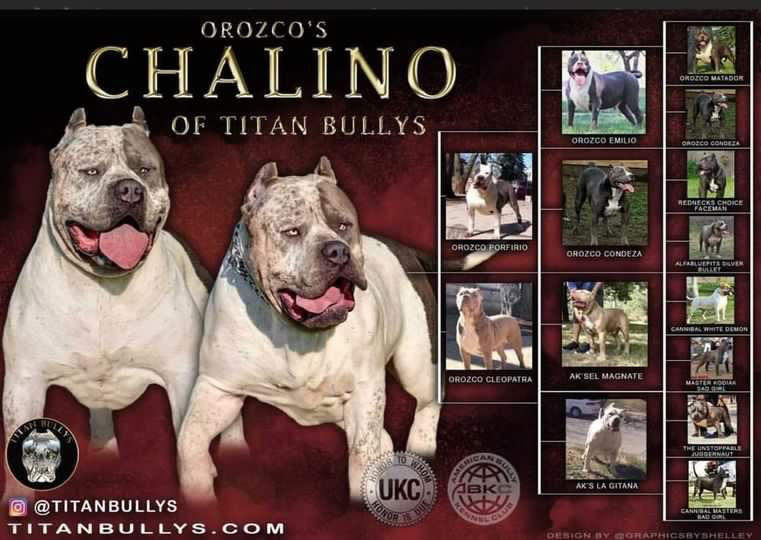 Dog Featured Image