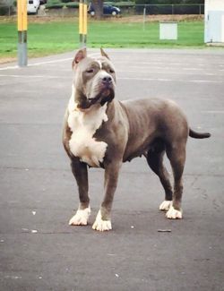 Dog Featured Image