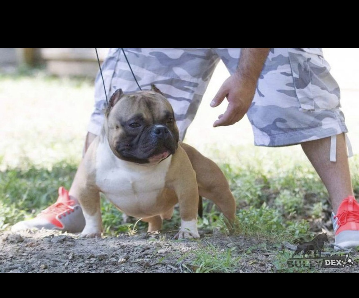 Dog Featured Image