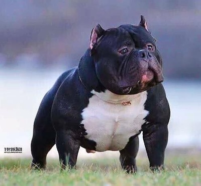 Dog Featured Image
