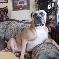 Dog Featured Image