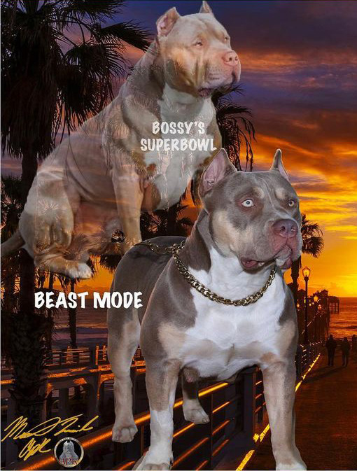 Dog Featured Image