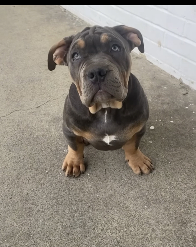 Dog Featured Image